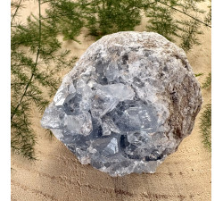 Celestýn drůza z Madagaskaru