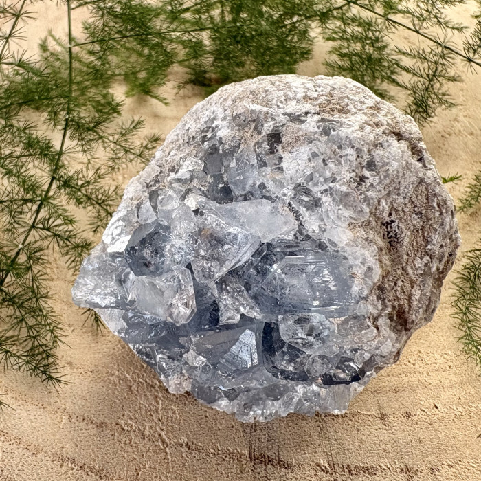 Celestýn drůza z Madagaskaru