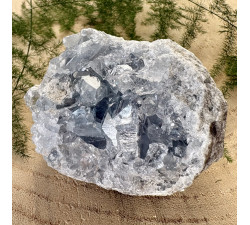 Celestýn drůza z Madagaskaru