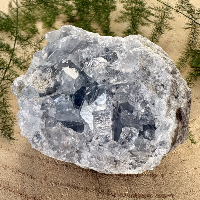 Celestýn drůza z Madagaskaru