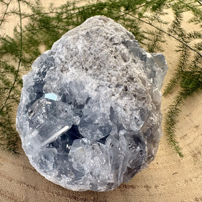 Celestýn drůza z Madagaskaru