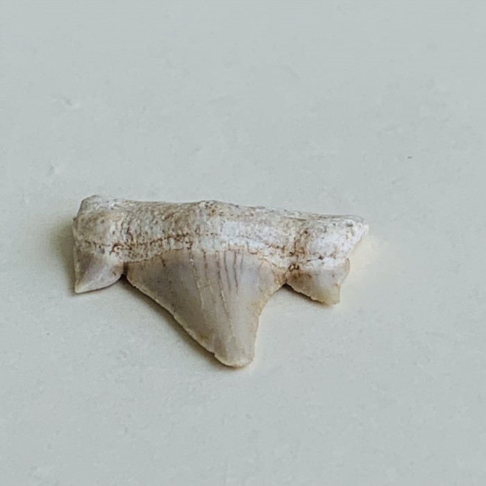 Žraločí zub