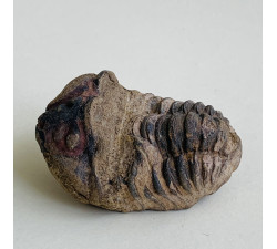 Trilobit