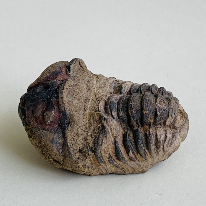 Trilobit