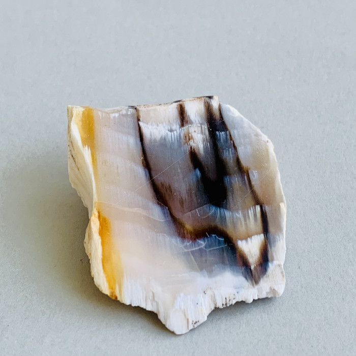 Araukarit - zkamenělé dřevo